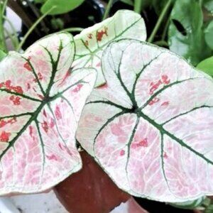 Caladium BULB 'Strawberry Star' Size #2(3 bulbs)